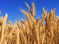 小麦减产利好a股（小麦减产的主要原因）