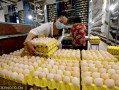 蛋鸡养殖a股（蛋鸡养殖行业）