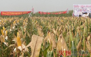 辽宁最好的玉米种有哪些？(北京远科集团控股)