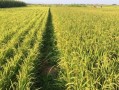 中熟水稻生育期多少天？(黑龙江双鸭山和深粮控股)