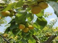 北方耐寒的杏树品种有哪些？最耐寒的杏树品种？ 