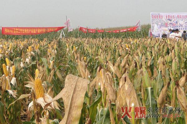 辽宁最好的玉米种有哪些？(北京远科集团控股)-第1张图片-金融直通车